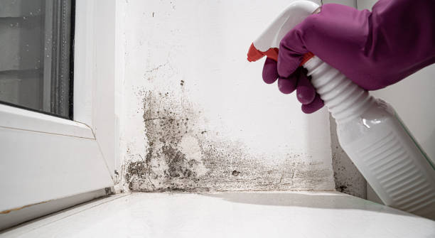 Best Mold removal after water damage  in West Sharyland, TX